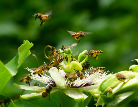 Abeille butinant une fleur, gros plan, illustrant le rôle de la pollinisation